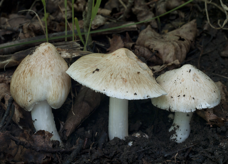 Inocybe erubescens